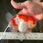 Red White Oranda Female 5 inches #110124OR_04