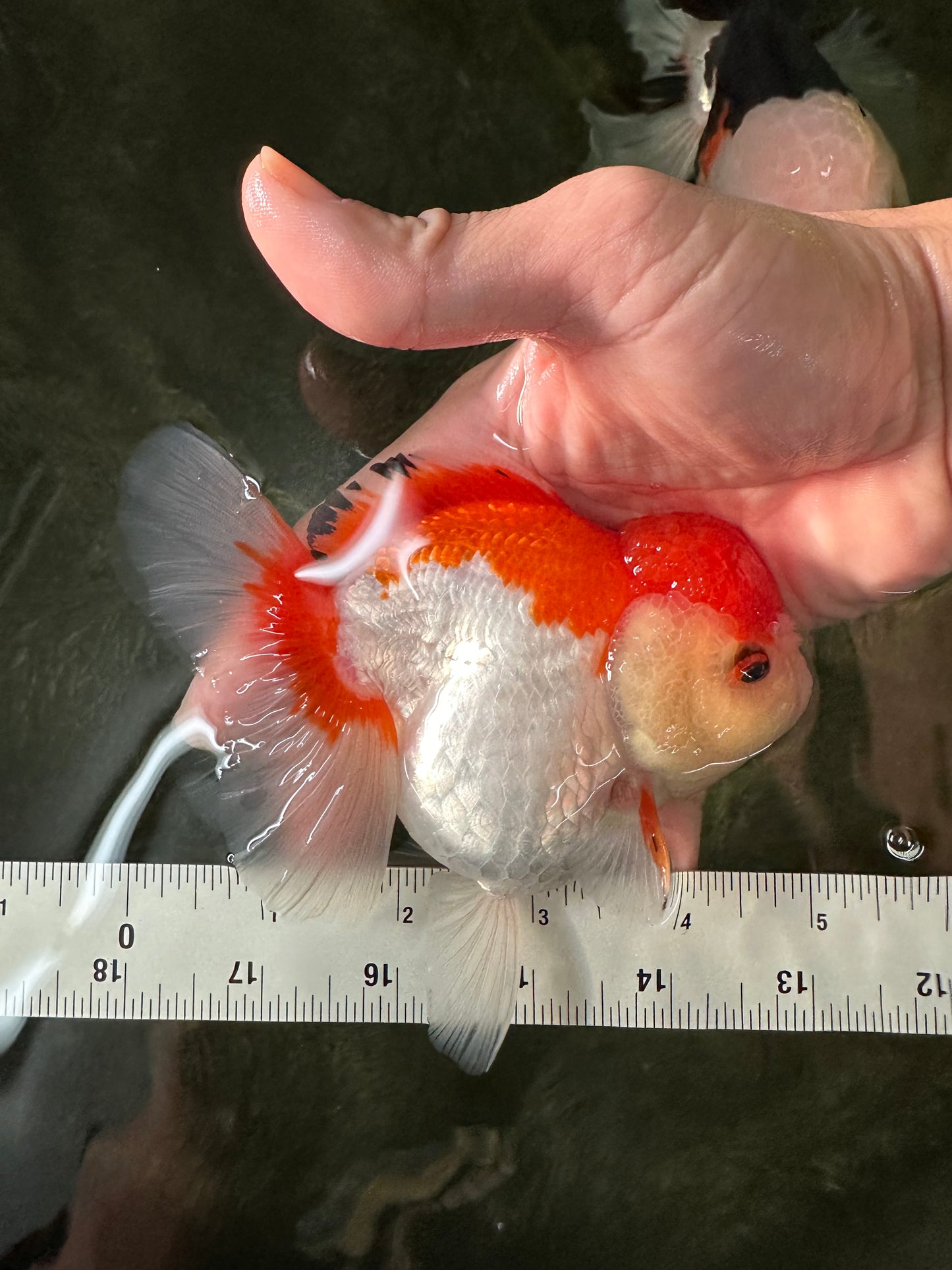 Red White Oranda Female 5 inches #110124OR_04