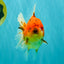 CHONKY AAA Grade Tiger Oranda Male 5-5.5 inches #082826OR_03