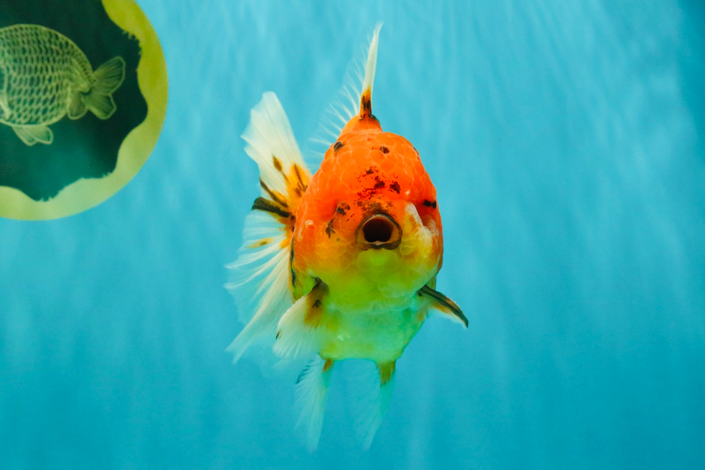 CHONKY AAA Grade Tiger Oranda Male 5-5.5 inches #082826OR_03