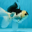 A Grade Panda Button Eyes Oranda Male 5 inches #010325OR_11