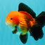 CHUBBY AAA Grade Apache Oranda Male 5 inches #082826OR_10