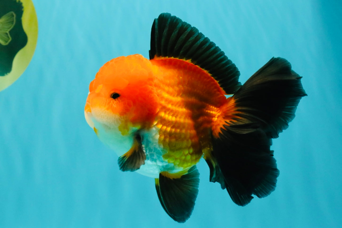CHUBBY AAA Grade Apache Oranda Male 5 inches #082826OR_10