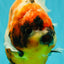 AAA Grade Jumbo Body Marble Sakura Oranda Male 6.5-7 inches #062626OR_02