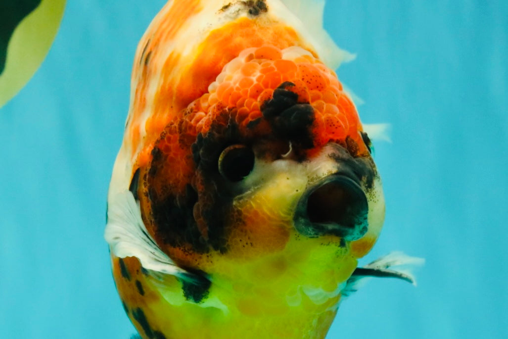 AAA Grade Jumbo Body Marble Sakura Oranda Male 6.5-7 inches #062626OR_02
