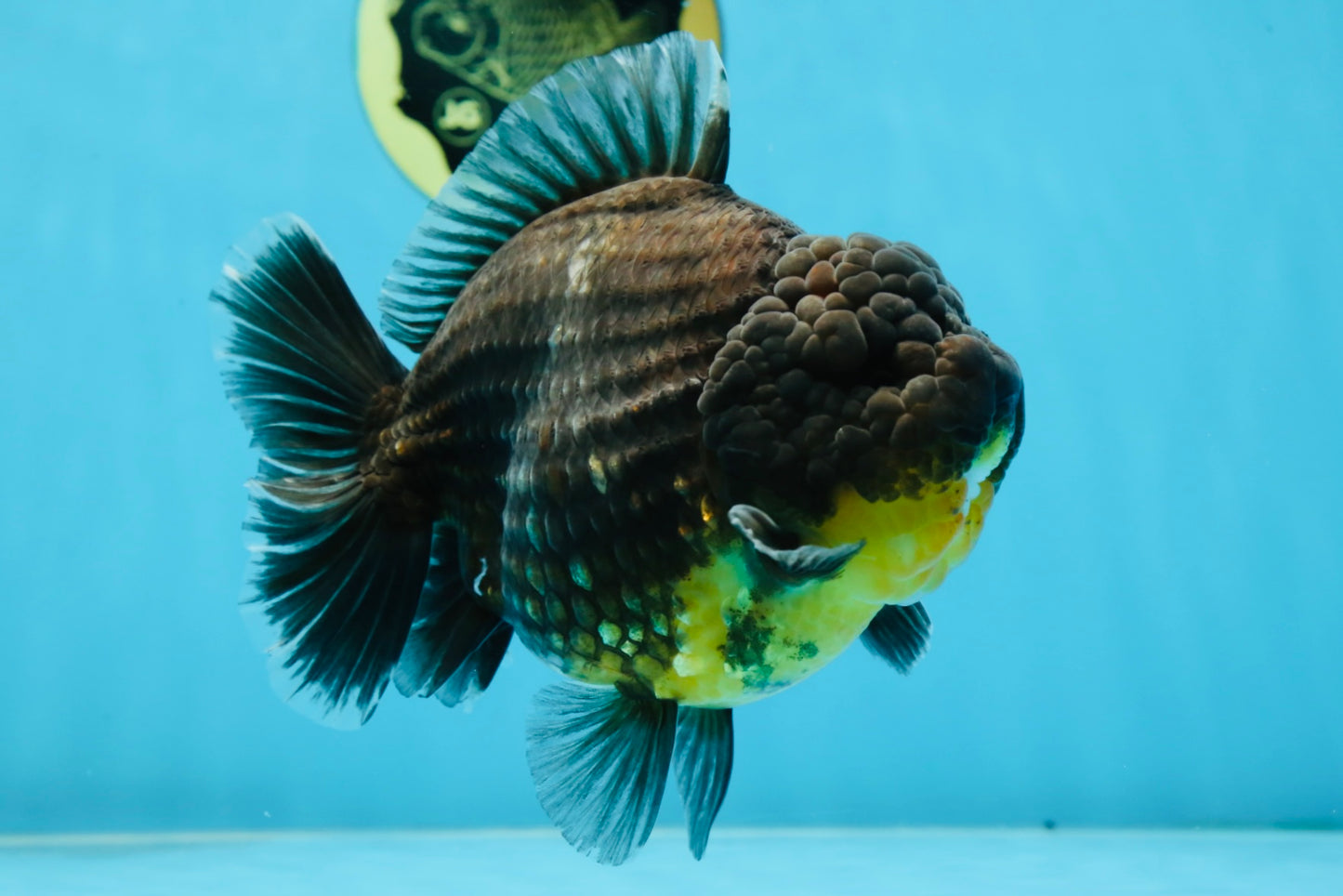 SHOW GRADE Godzilla Kirin Yuanbao Male 5.5 inches #062025YB_999