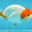 A Grade Chinese Red Head Ranchu Female 4.5 inches #101725RC_13
