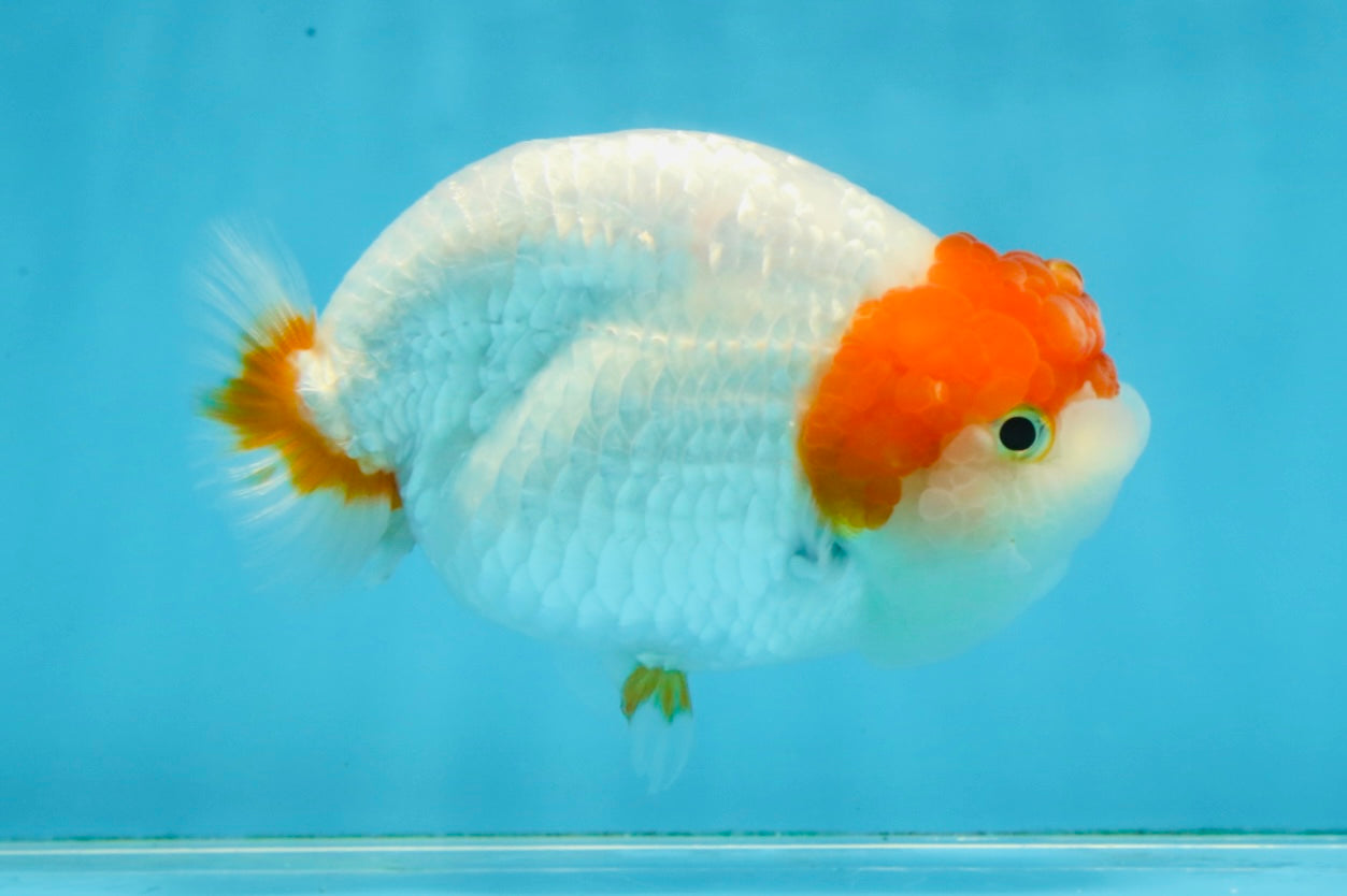 A Grade Chinese Red Head Ranchu Female 4.5 inches #101725RC_13