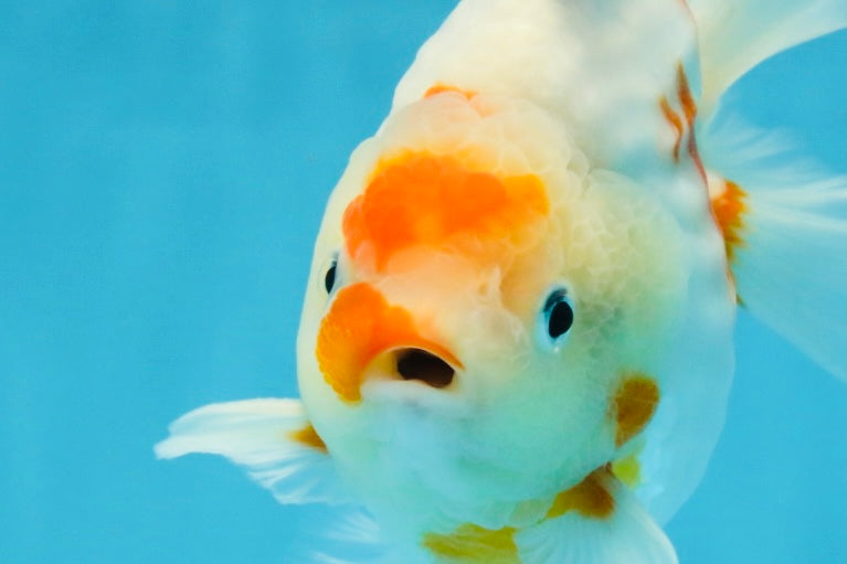 AAA Grade Godzilla Sakura Yuanbao Male 5-5.5 inches #112825YB_18