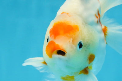 AAA Grade Godzilla Sakura Yuanbao Male 5-5.5 inches #112825YB_18