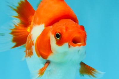 AAA Grade Red White Ryukin Female 4 inches #022026RK_12