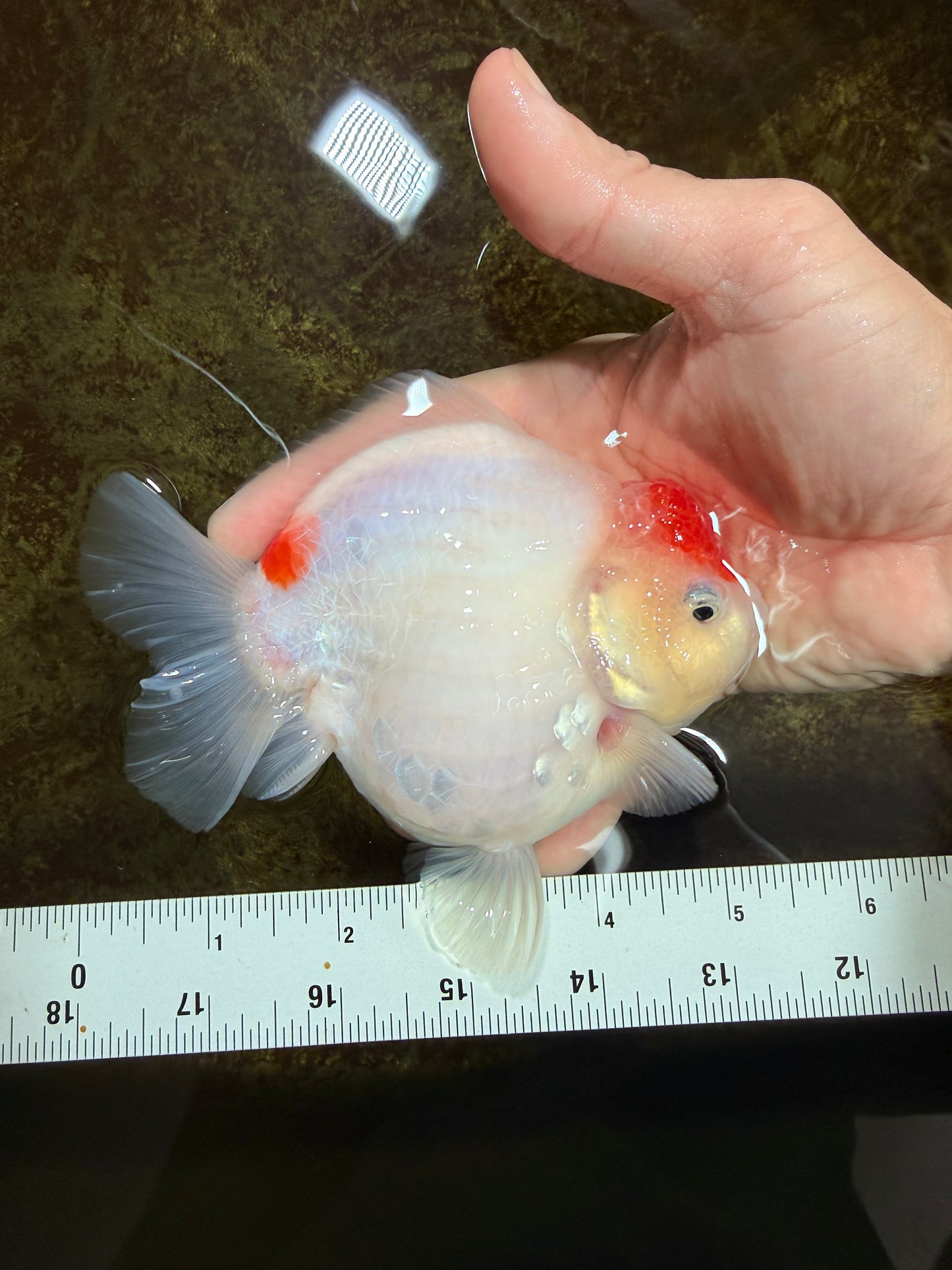 MARIO AAA Grade Red White Yuanbao Female 5 inches #121225YB_02