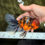 FLUFFY A Grade Tiger Oranda Male 6 inches #081426OR_05