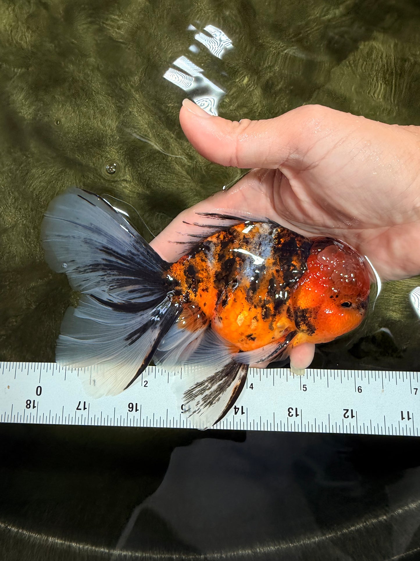 FLUFFY A Grade Tiger Oranda Male 6 inches #081426OR_05