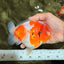 CHUBBY AAA Grade Kohaku Sakura Yuanbao Male 5 inches #092526YB_06