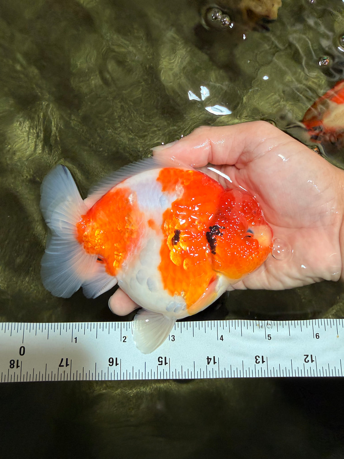 CHUBBY AAA Grade Kohaku Sakura Yuanbao Male 5 inches #092526YB_06