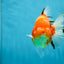 A Grade Sakura Oranda Female 6-6.5 inches #060625OR_11