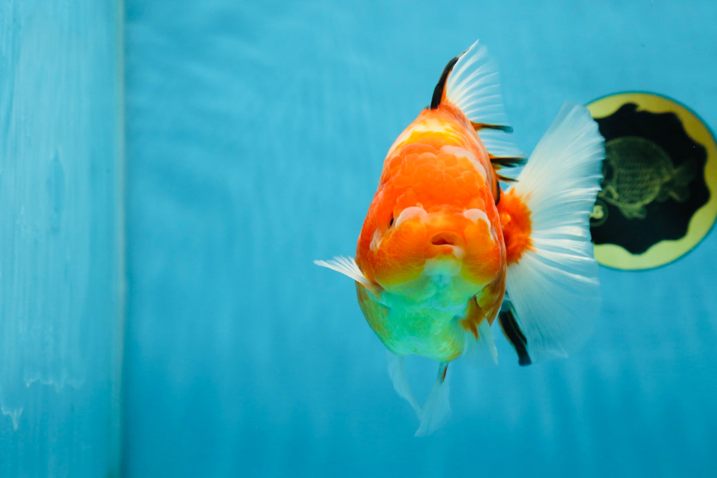 A Grade Sakura Oranda Female 6-6.5 inches #060625OR_11