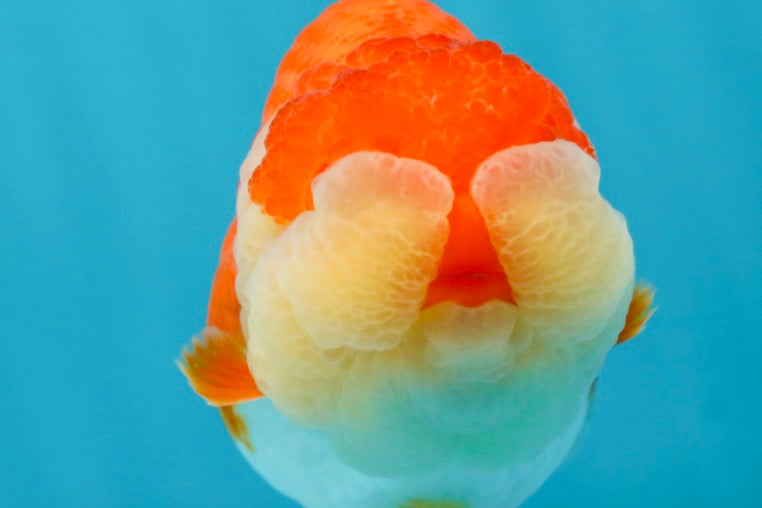 AAA Grade Peekaboo Red White LionQueen 4-4.5 inches #050925LC_15