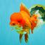 JUMBO A Grade Red White Oranda Female 7.5 inches #032026OR_02