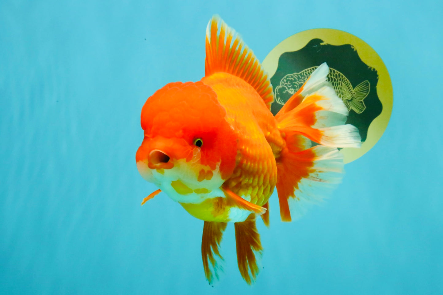 JUMBO A Grade Red White Oranda Female 7.5 inches #032026OR_02