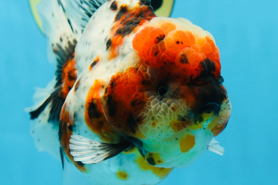 AAA Grade SUPER WEN Godzilla Calico Oranda Female 6 inches #080825OR_16