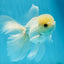 A Grade Lemonhead Button Eyes Oranda Male 5-5.5 inches #010325OR_10