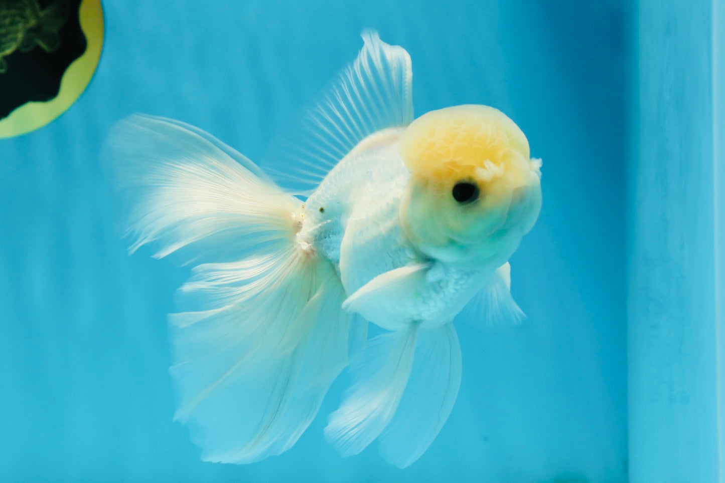 A Grade Lemonhead Button Eyes Oranda Male 5-5.5 inches #010325OR_10