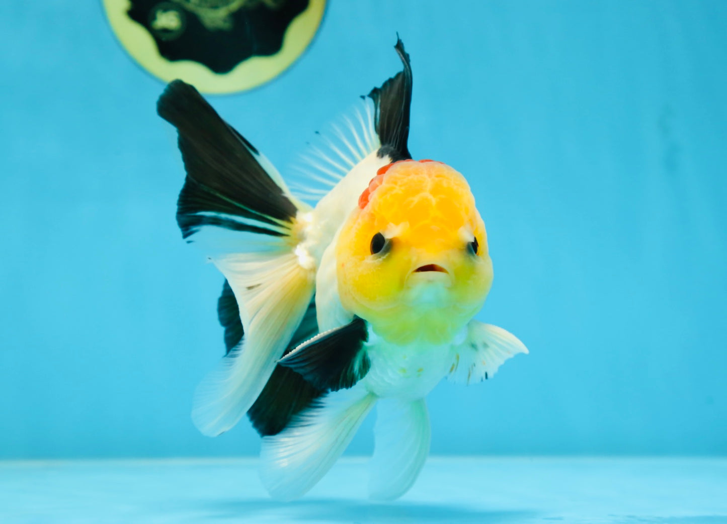 AAA Grade Special Tricolor Button Eyes Oranda Male 5 inches #080825OR_03