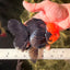 A Grade Red Head Tricolor Oranda Male 5.5-6 inches #030626OR_25