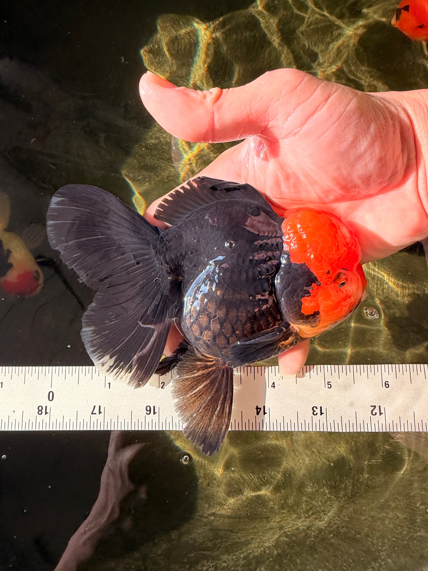 A Grade Red Head Tricolor Oranda Male 5.5-6 inches #030626OR_25