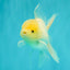 A Grade White Oranda Male 5-5.5 inches #102326OR_20
