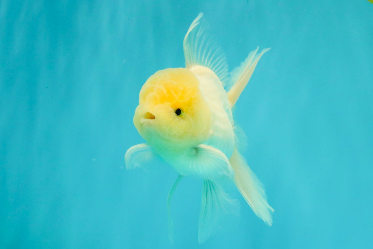 A Grade White Oranda Male 5-5.5 inches #102326OR_20