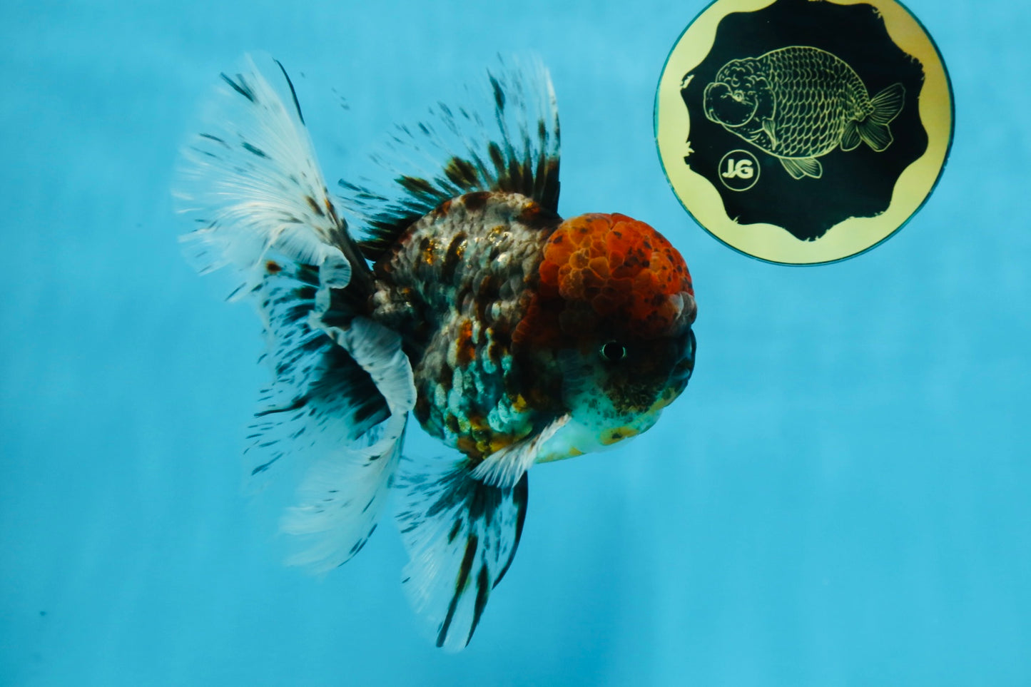 THICK BODY AAA Grade Calico Kirin Oranda Male 5.5 inches #102425OR_20