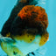 AAA Grade Dark Tiger Red Head Oranda Male 5-5.5 inches #050126OR_10