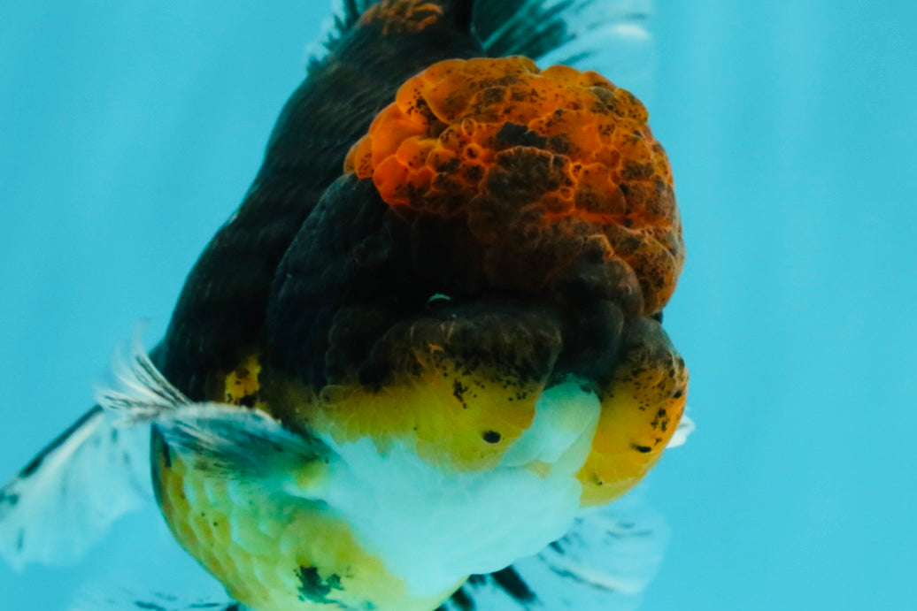 AAA Grade Dark Tiger Red Head Oranda Male 5-5.5 inches #050126OR_10