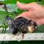 A Grade Tricolor Oranda Male 5 inches #0830OR_25