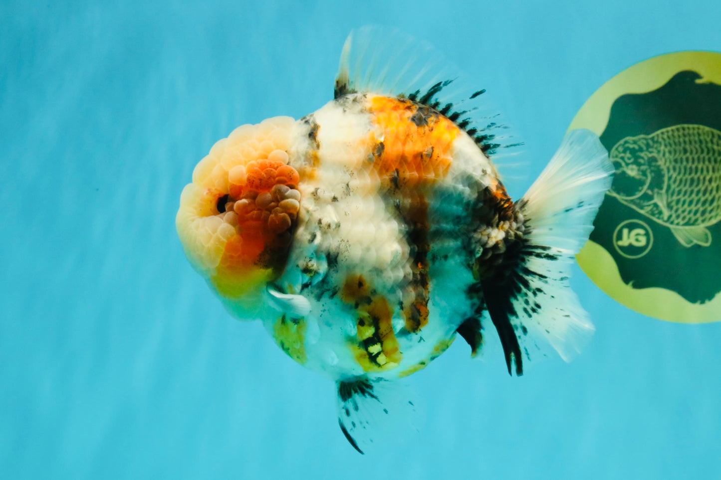 AAA Grade Marble Calico Blue Base Yuanbao Female 6-6.5 inches #032026YB_26