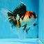 A Grade Tricolor Oranda Female 6.5 inches #070425OR_18