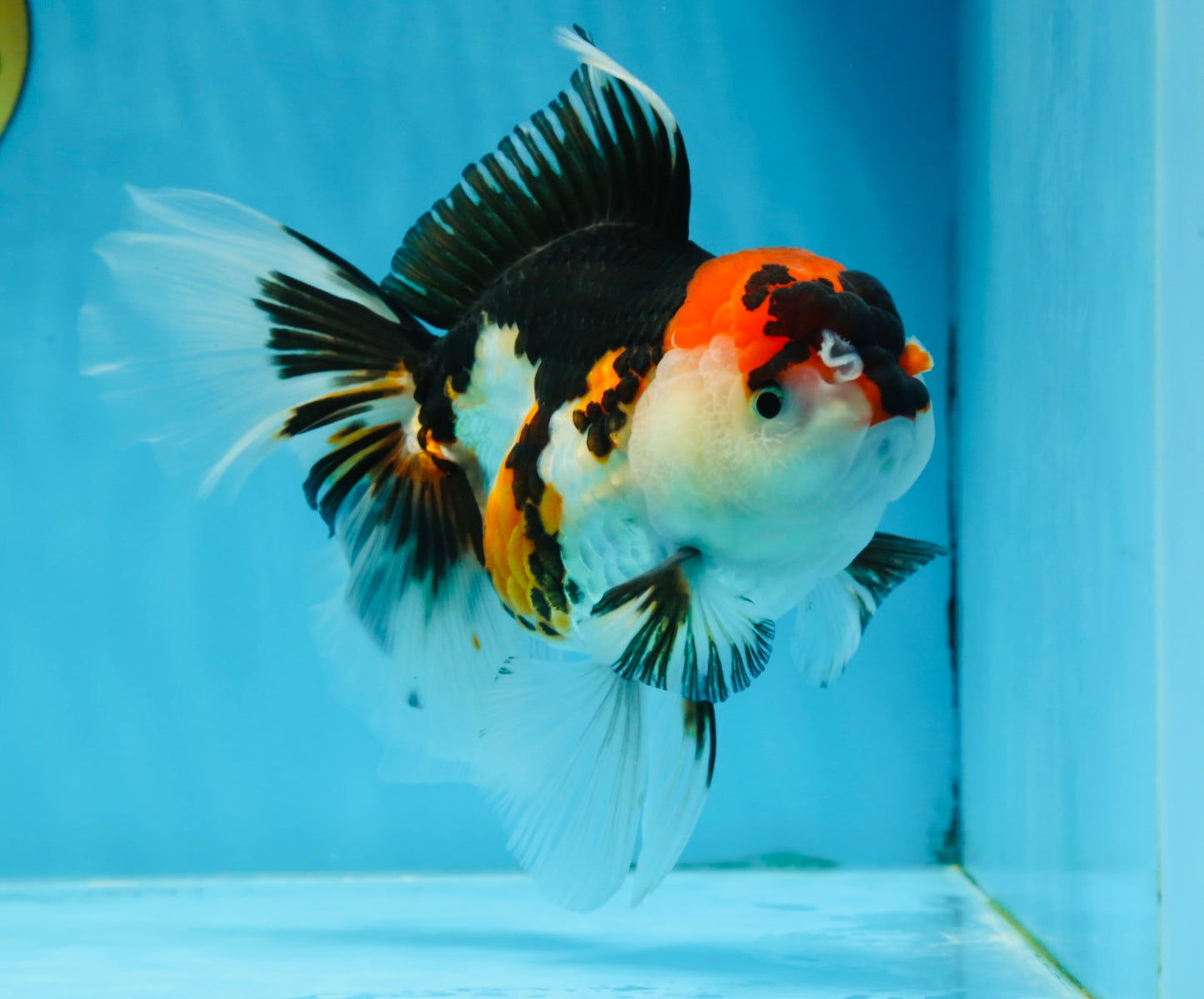 A Grade Tricolor Oranda Female 6.5 inches #070425OR_18