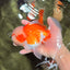 FLUFFY WEN Red White Oranda Male 6.5 inches #040326OR_11