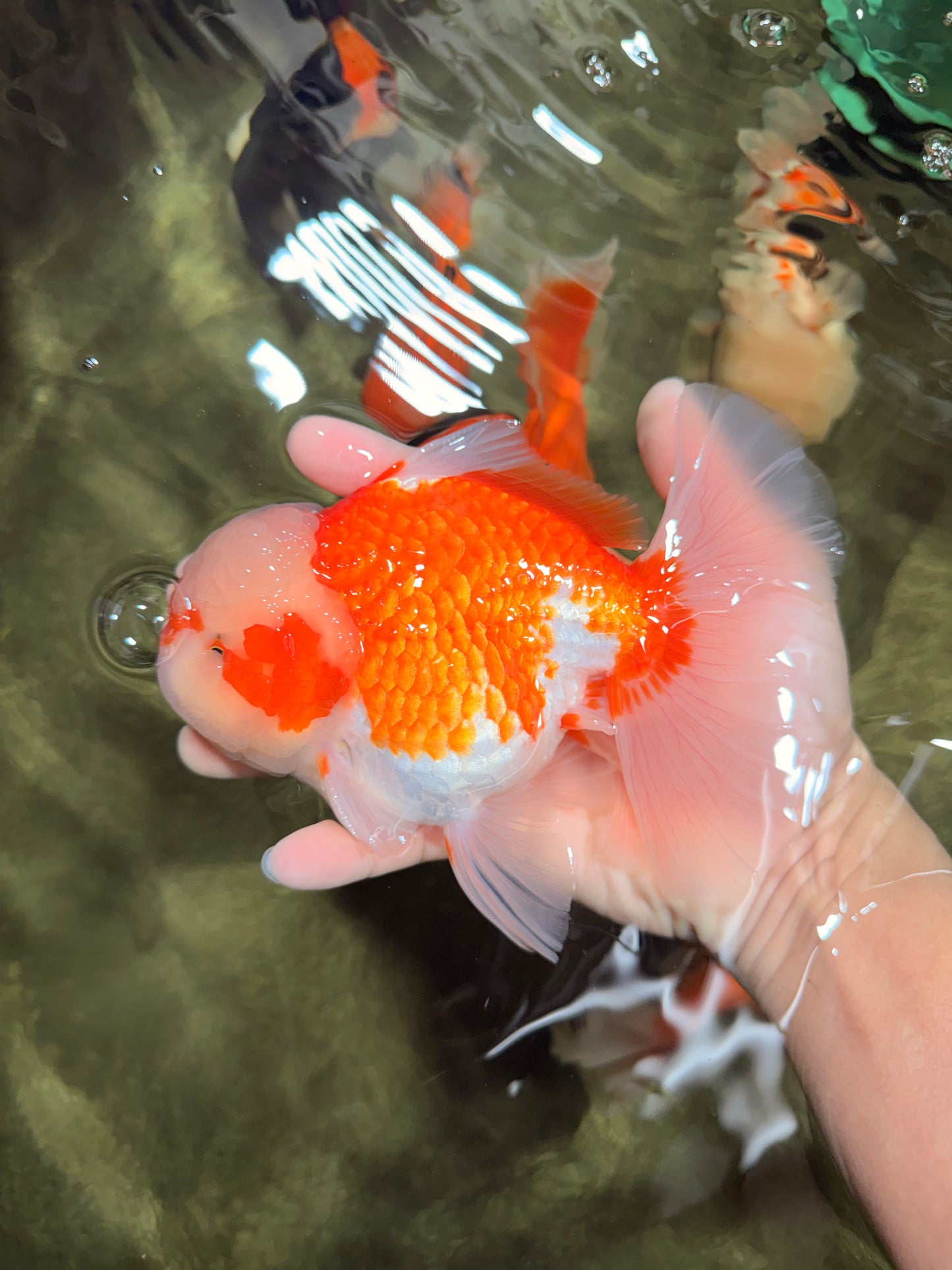 FLUFFY WEN Red White Oranda Male 6.5 inches #040326OR_11