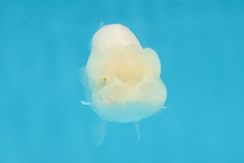 Snow White Lionchu Female 3.5 inches #121925LC_01