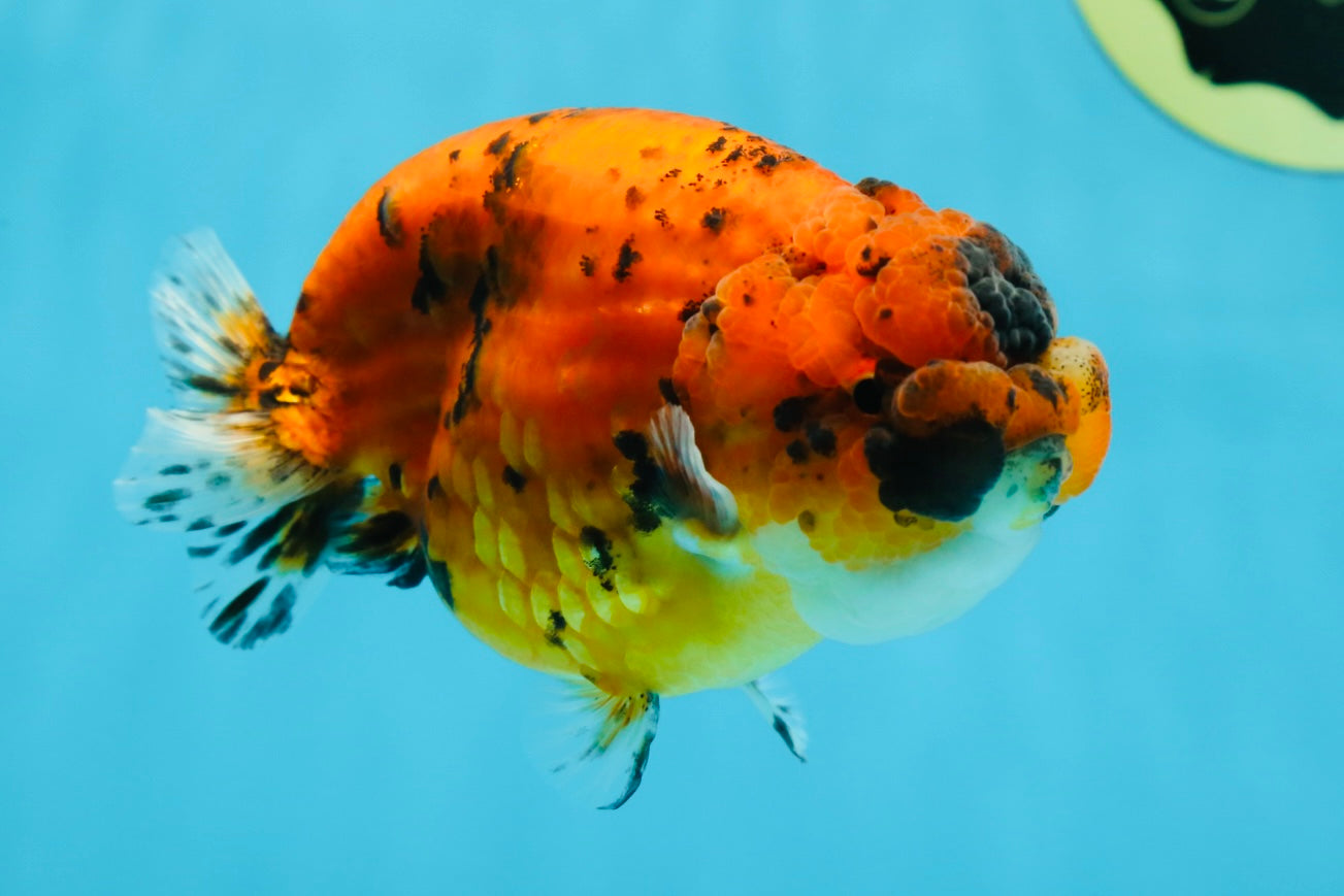 AAA Grade Tiger LionQueen 4.5 inches #051625LC_02