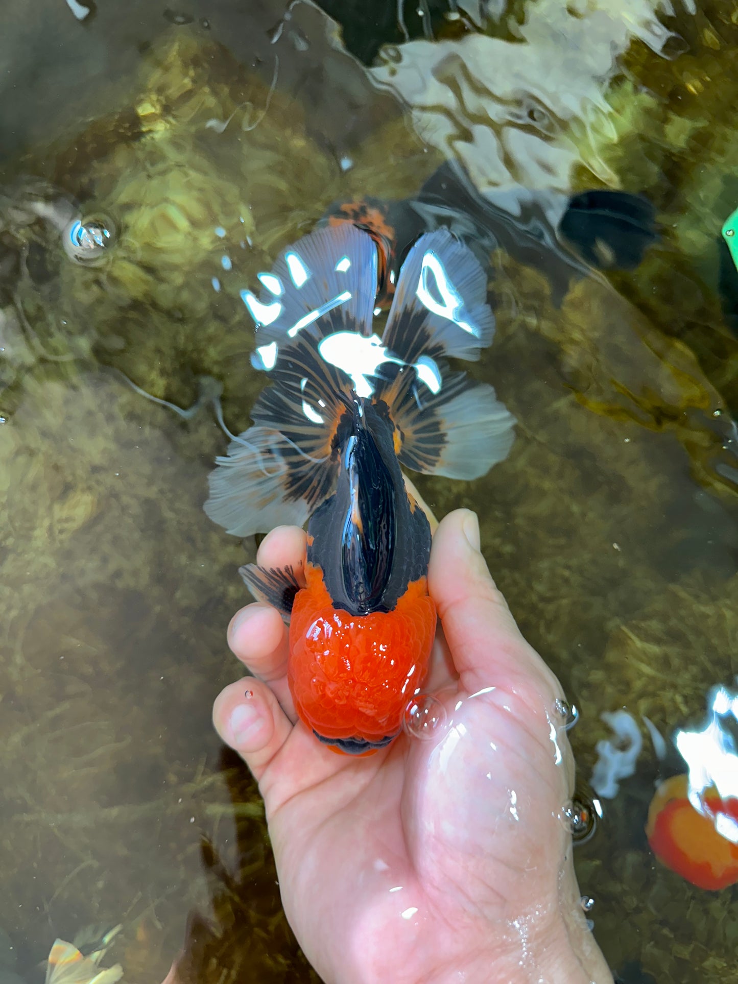 A Grade Super Mario Apache Oranda Male 5-5.5 inches #081525OR_23