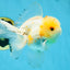 A Grade Cloudy White Oranda Male 5-5.5 inches #071125OR_12