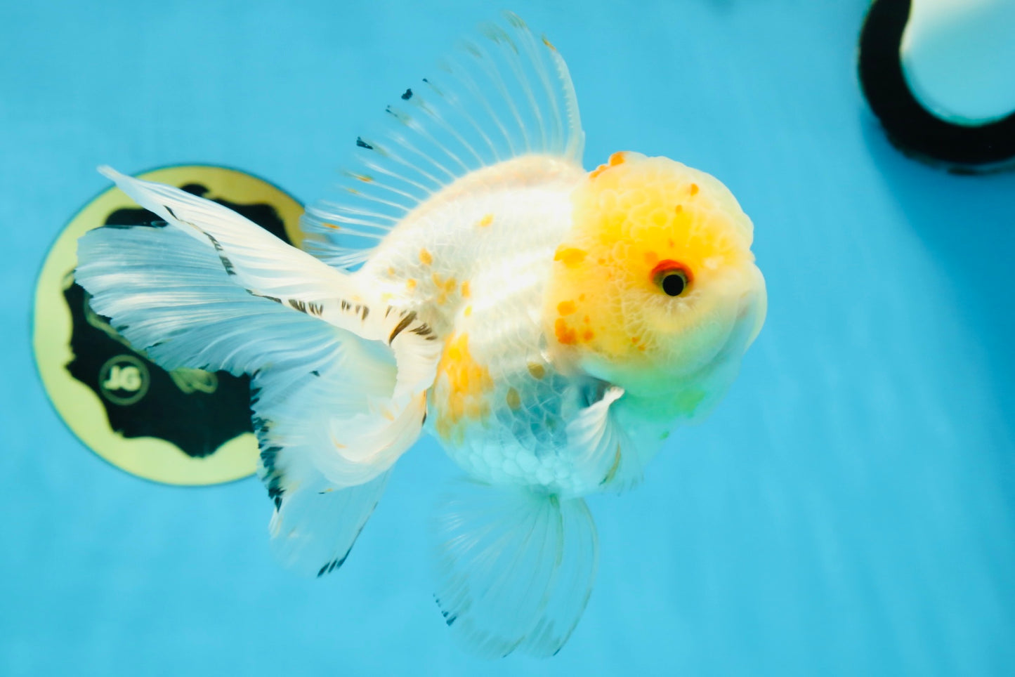 A Grade Cloudy White Oranda Male 5-5.5 inches #071125OR_12
