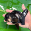 A Grade Bulldog Panda Oranda Male 5-5.5 inches #0524OR_01