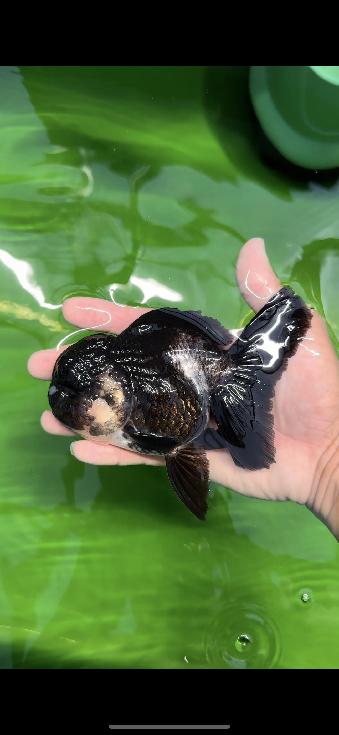 A Grade Bulldog Panda Oranda Male 5-5.5 inches #0524OR_01