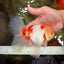 CHICKIE Red White Oranda Male 6.5 inches #080726OR_09